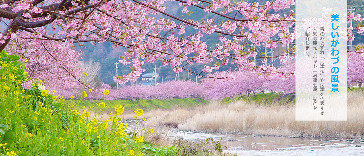 河津町の桜並木