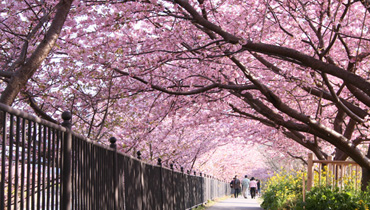 河津桜のトンネル