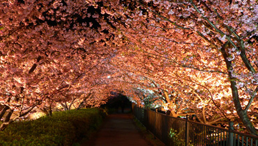 夜の河津桜並木