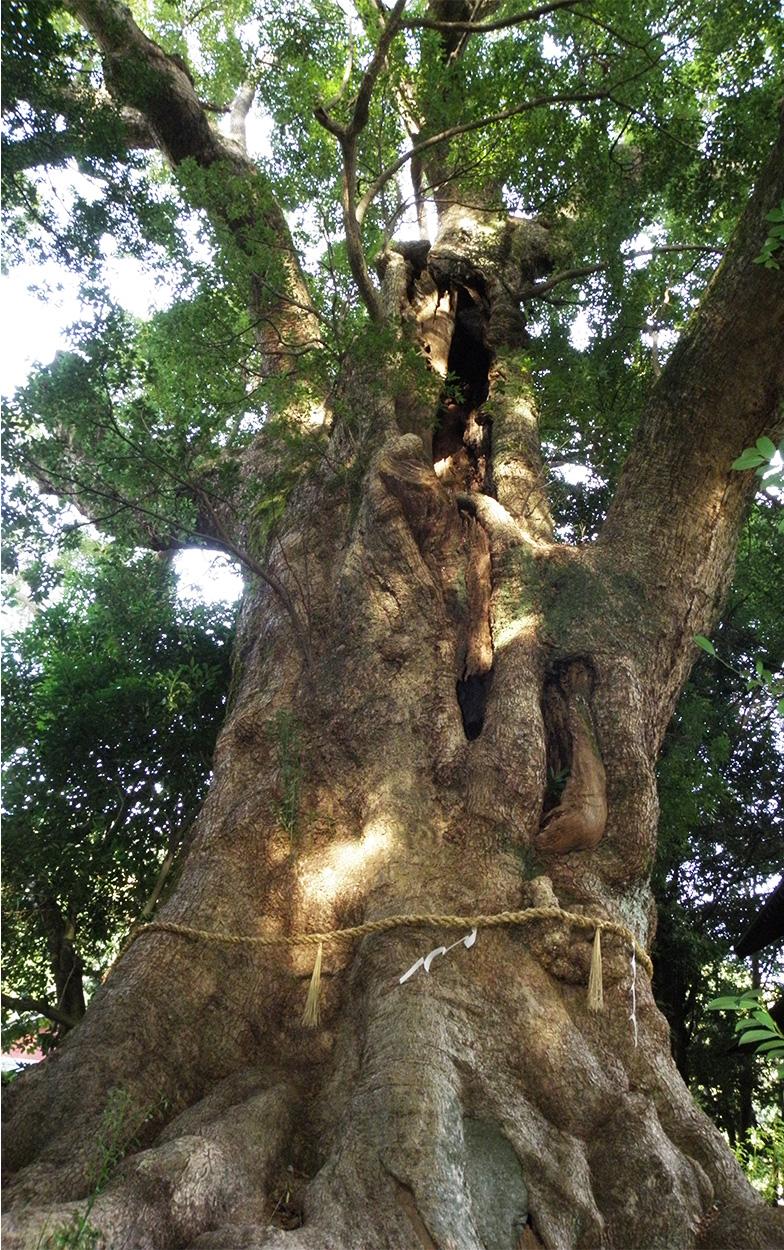 樹齢千年以上の大楠