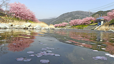 河津桜のハナイカダ