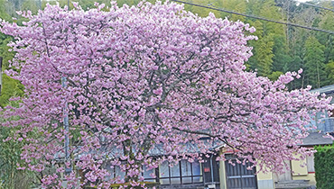 とある民家に咲く河津桜