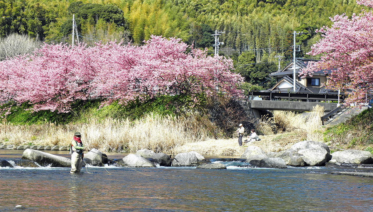 桜満開の河津川でのフライフィッシング