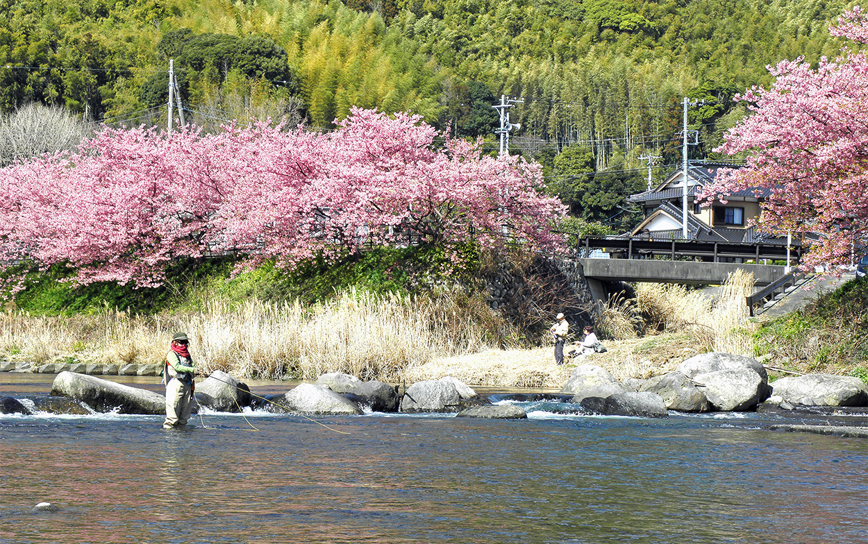 >桜満開の河津川でのフライフィッシング