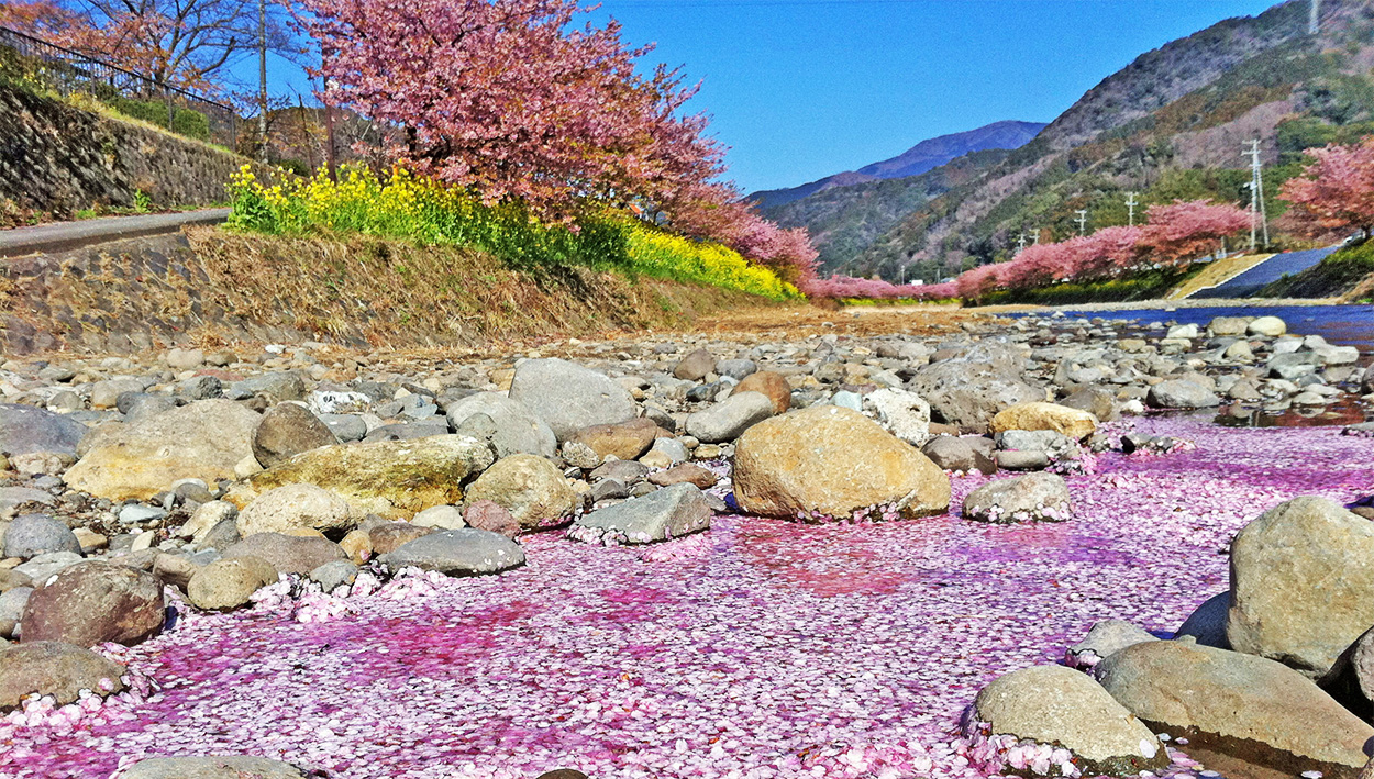 河津桜のハナイカダ